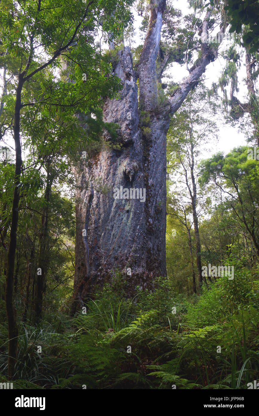 Te Matua Ngahere, Kauri Baum, Neuseeland Stockfoto
