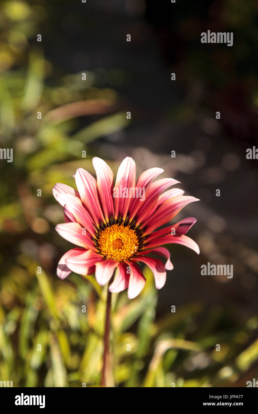 Rosa African Daisy, Osteospermum Ecklonis Stockfoto