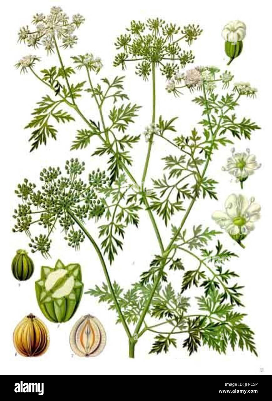Aethusa Cynapium - Köhler-s Medizinal-Pflanzen-154 Stockfoto