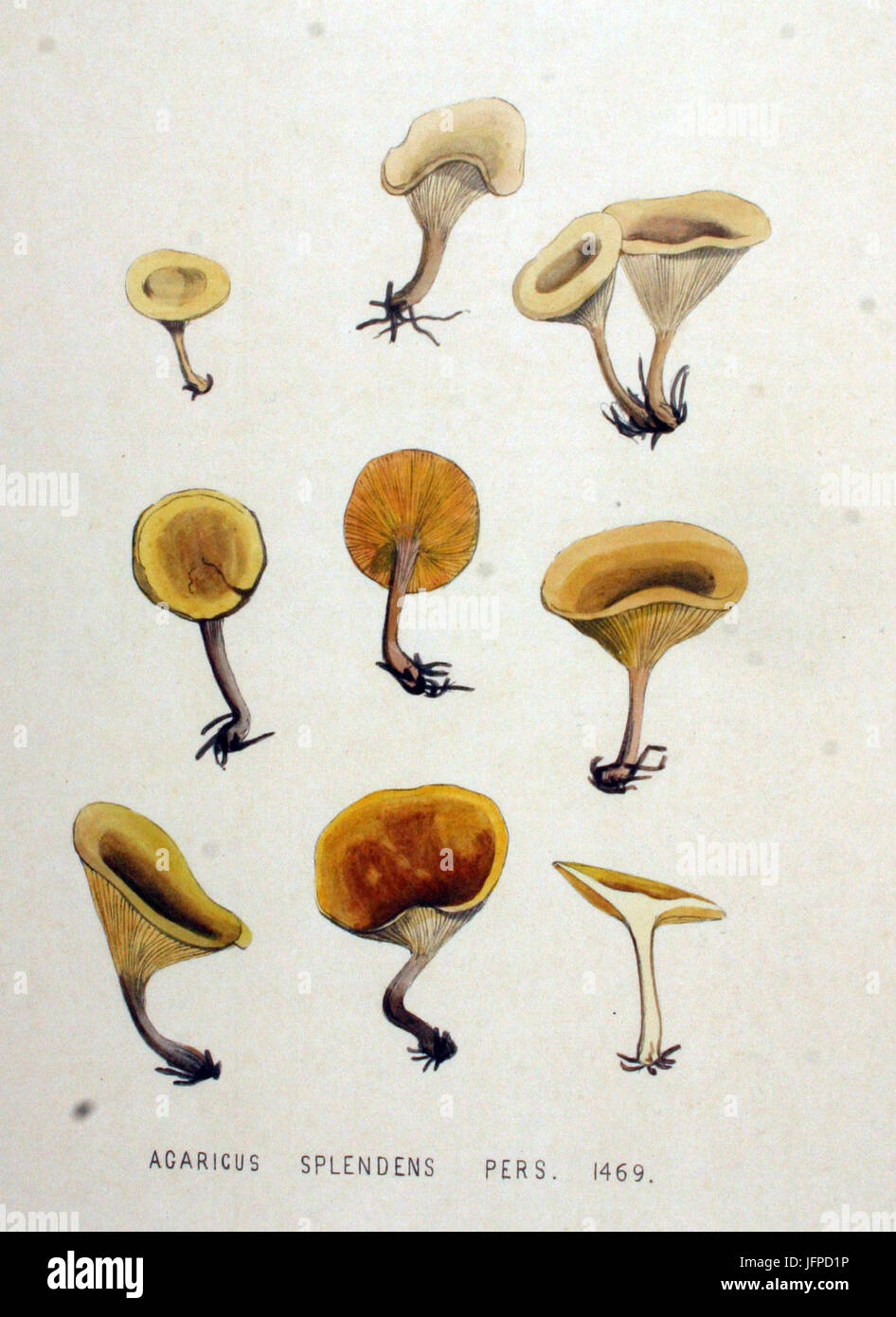 Agaricus Splendens Flora Batava Volumen v19 Stockfoto