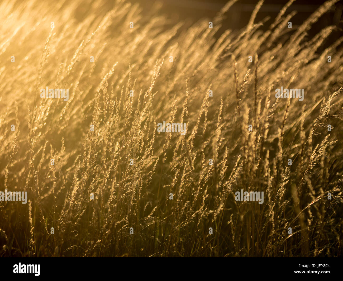 Trockenrasen im direkten Sonnenlicht bei Sonnenuntergang, Vintage look Stockfoto