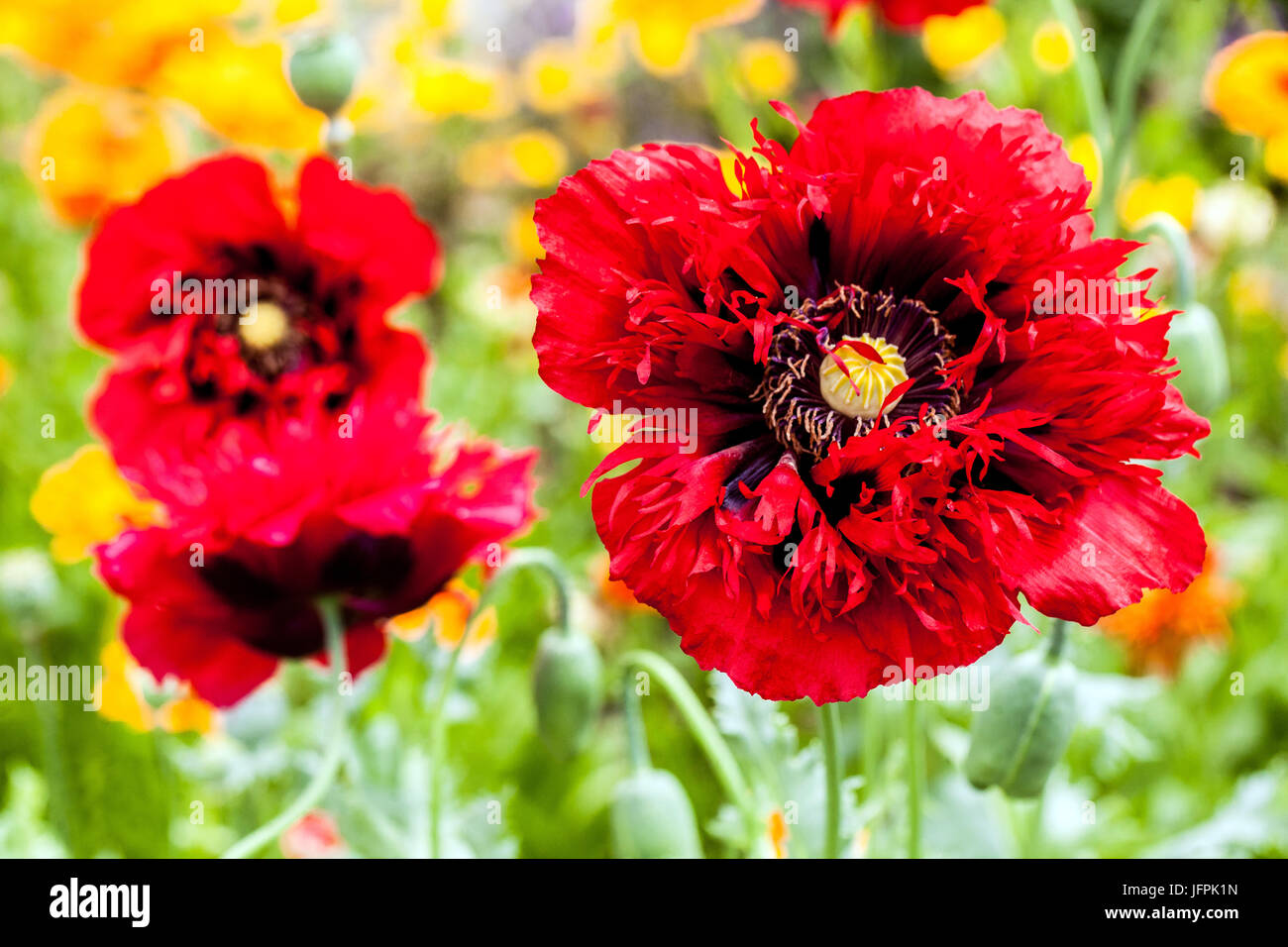 Rot Papaver somniferum' Ernst Scarlet', Mohn Blumen im Garten Stockfoto