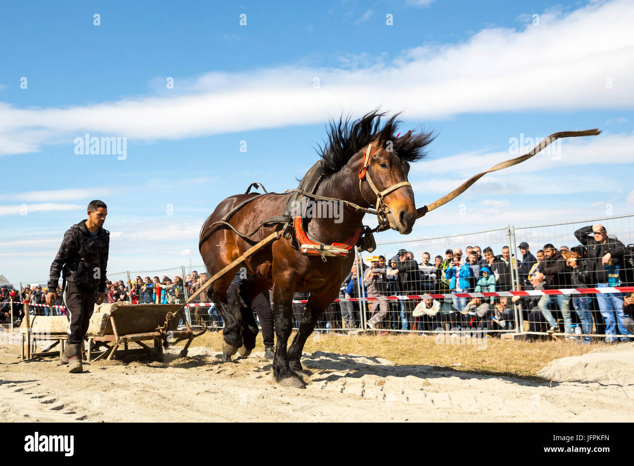 Sofia, Bulgarien - 3. März 2017: Pferde und ihre Besitzer an einem schweren Zug-Turnier teilnehmen. Die Tieren muss eine Last von Hunderten von Kilogra ziehen Stockfoto