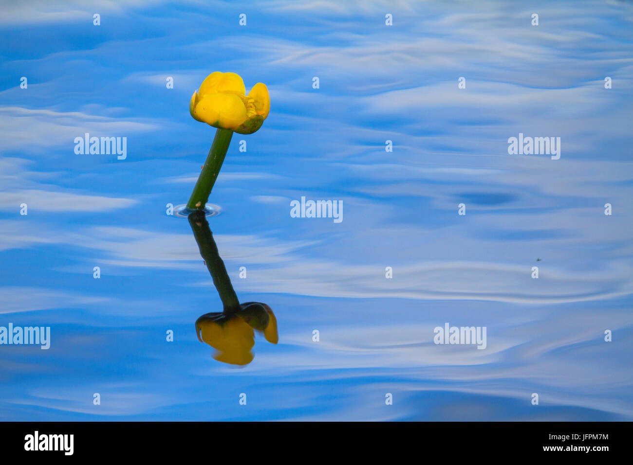 Blume der gelbe Seerose, Teichrosen Lutea im Kurjenrahka Nationalpark in Finnland. Stockfoto