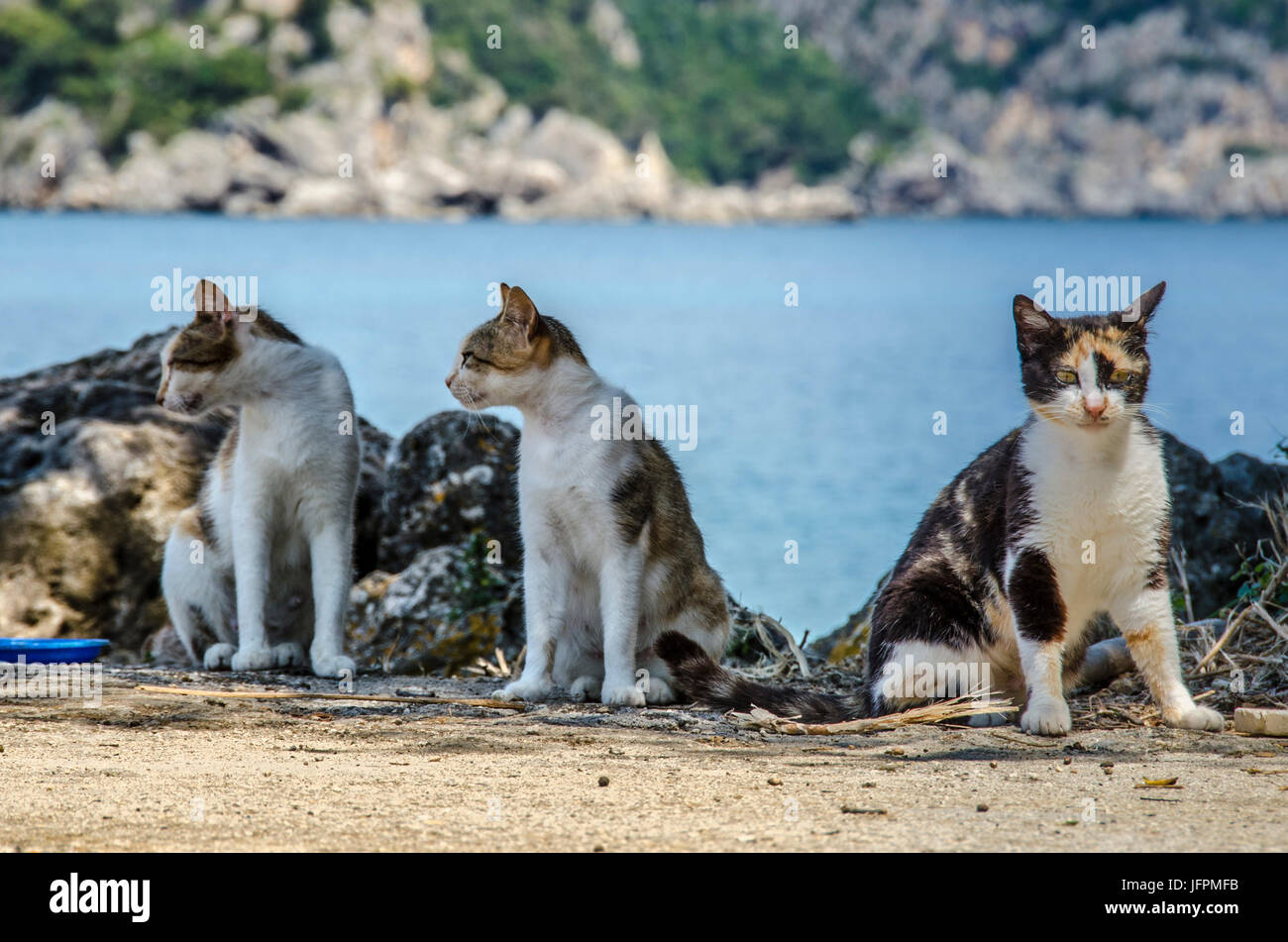 Drei Katzen auf port Stockfoto