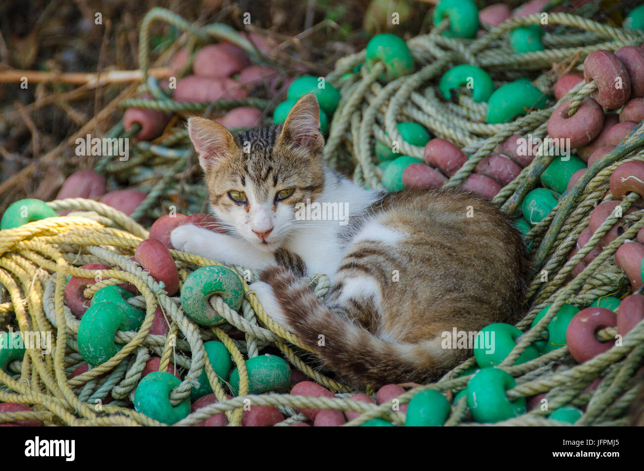 Katze in einem Netz Stockfoto