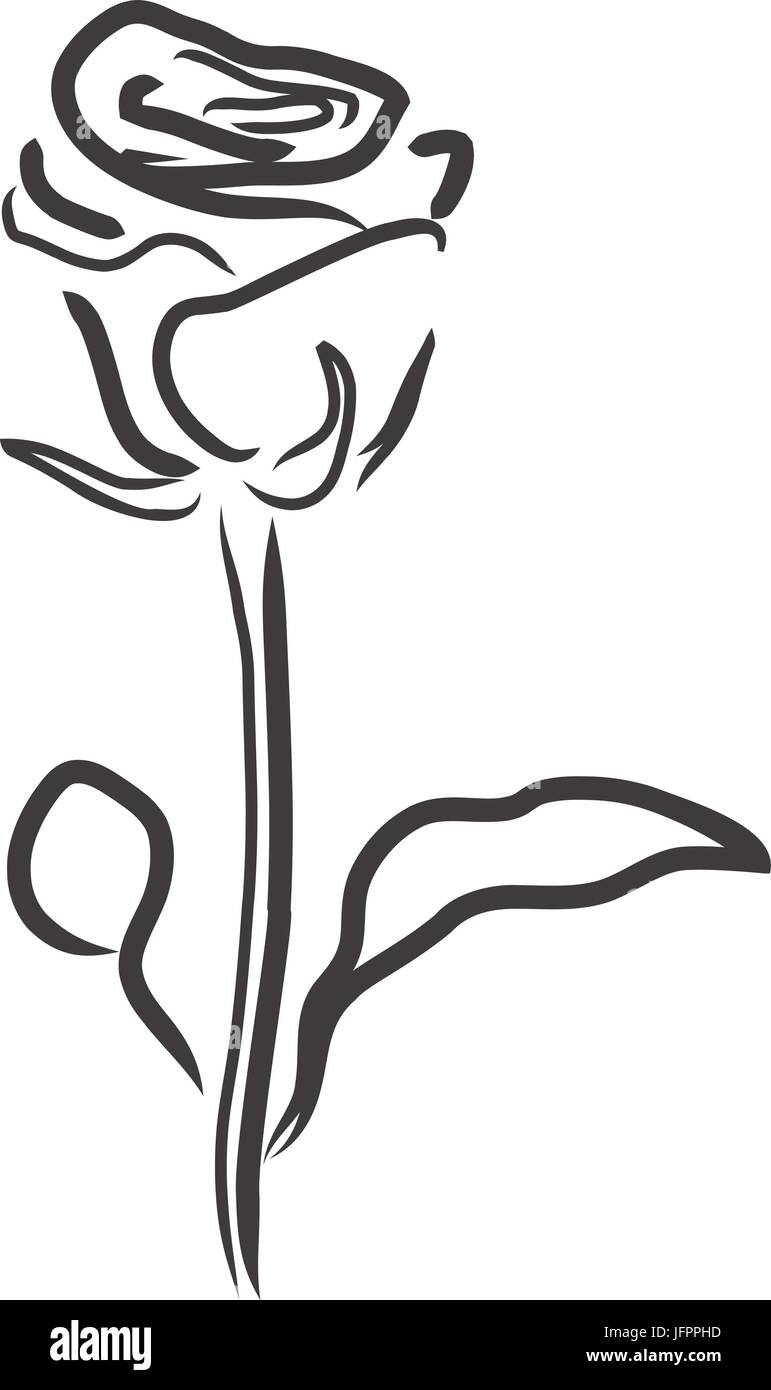 Vektor Illustration Einer Rose Silhouette Umriss Blume Hintergrund | My