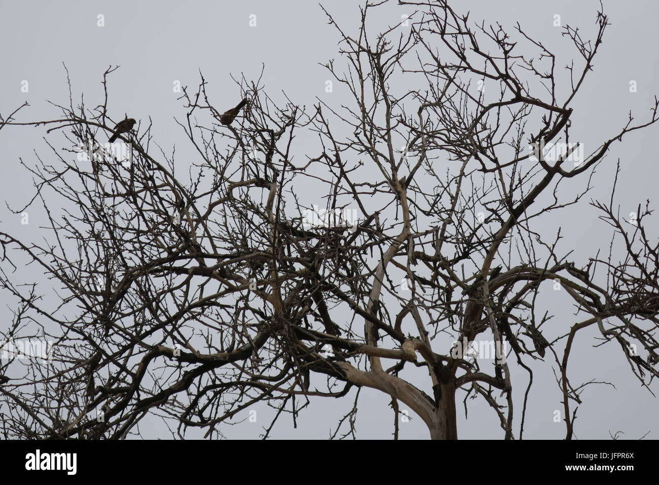 Vögel Schlafplatz unter blattlosen Zweigen Stockfoto