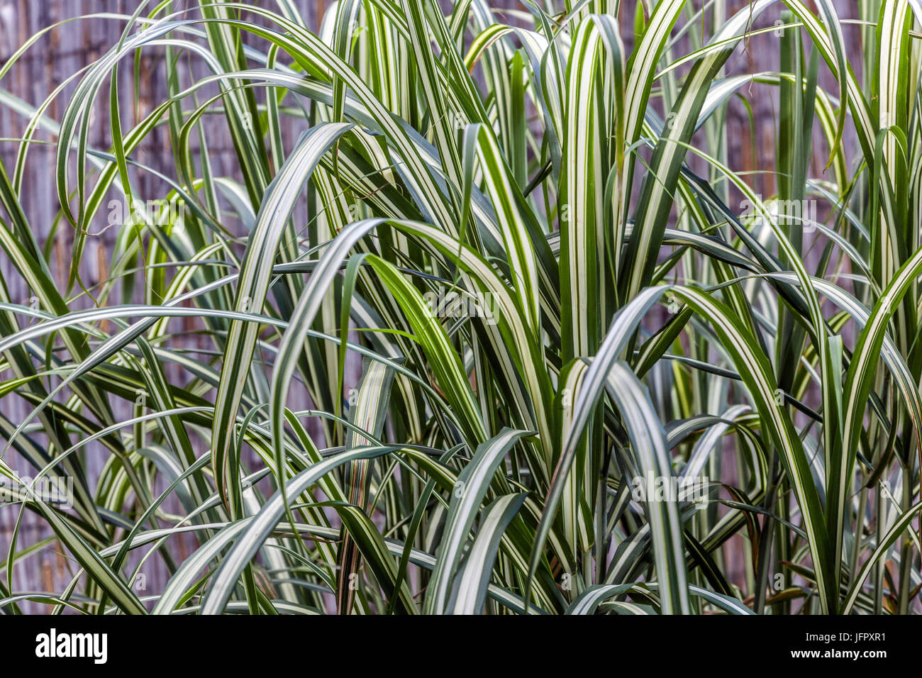 Miscanthus Sinensis 'Cabaret', chinesische Silber Rasen Rasen Zebra Stockfoto