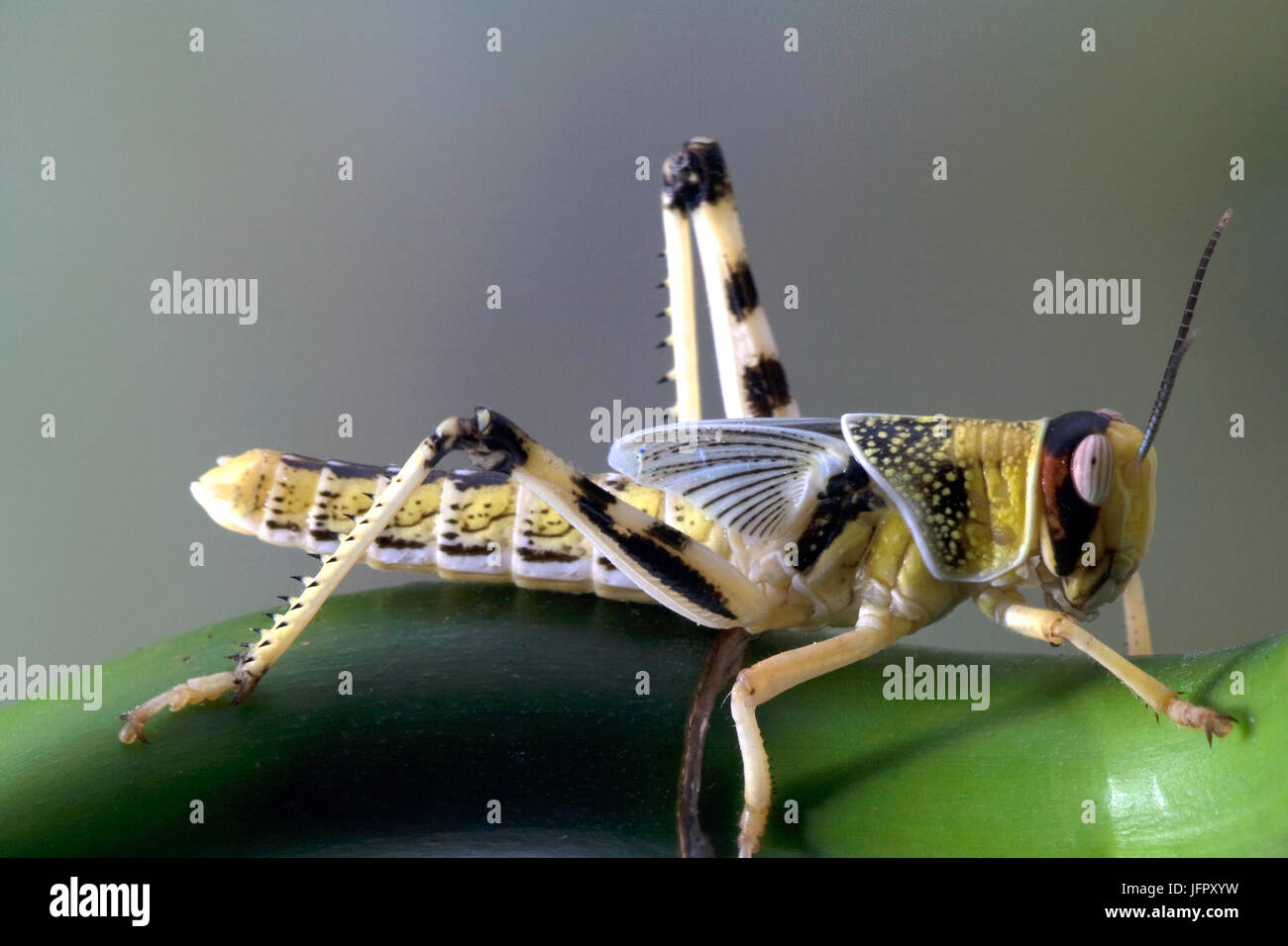 Nahaufnahme der Heuschrecke auf Anlagen Stockfoto