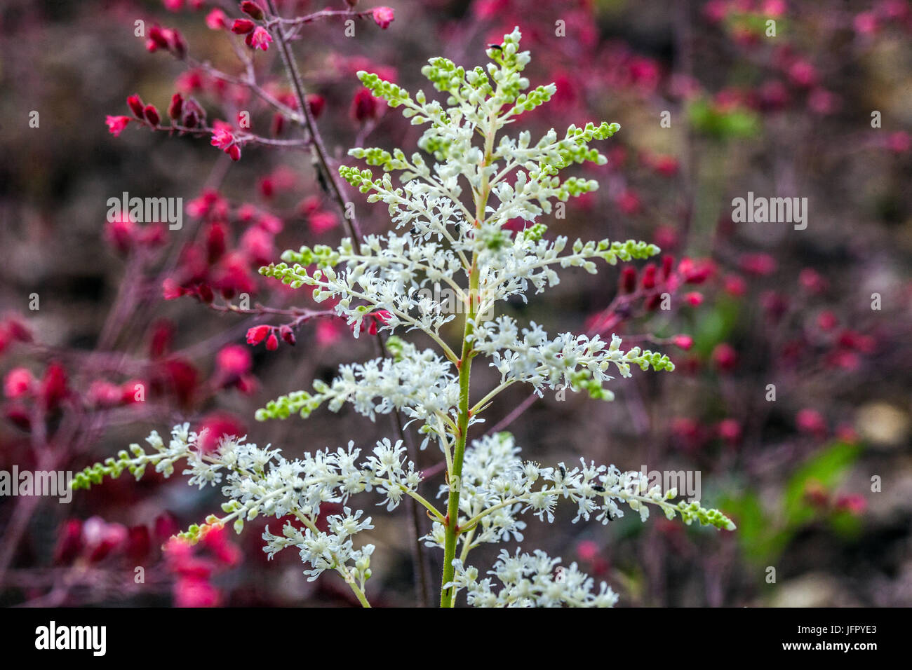 Weißer falscher Ziegenbart Astilbe simplicifolia „praecox Alba“ Stockfoto