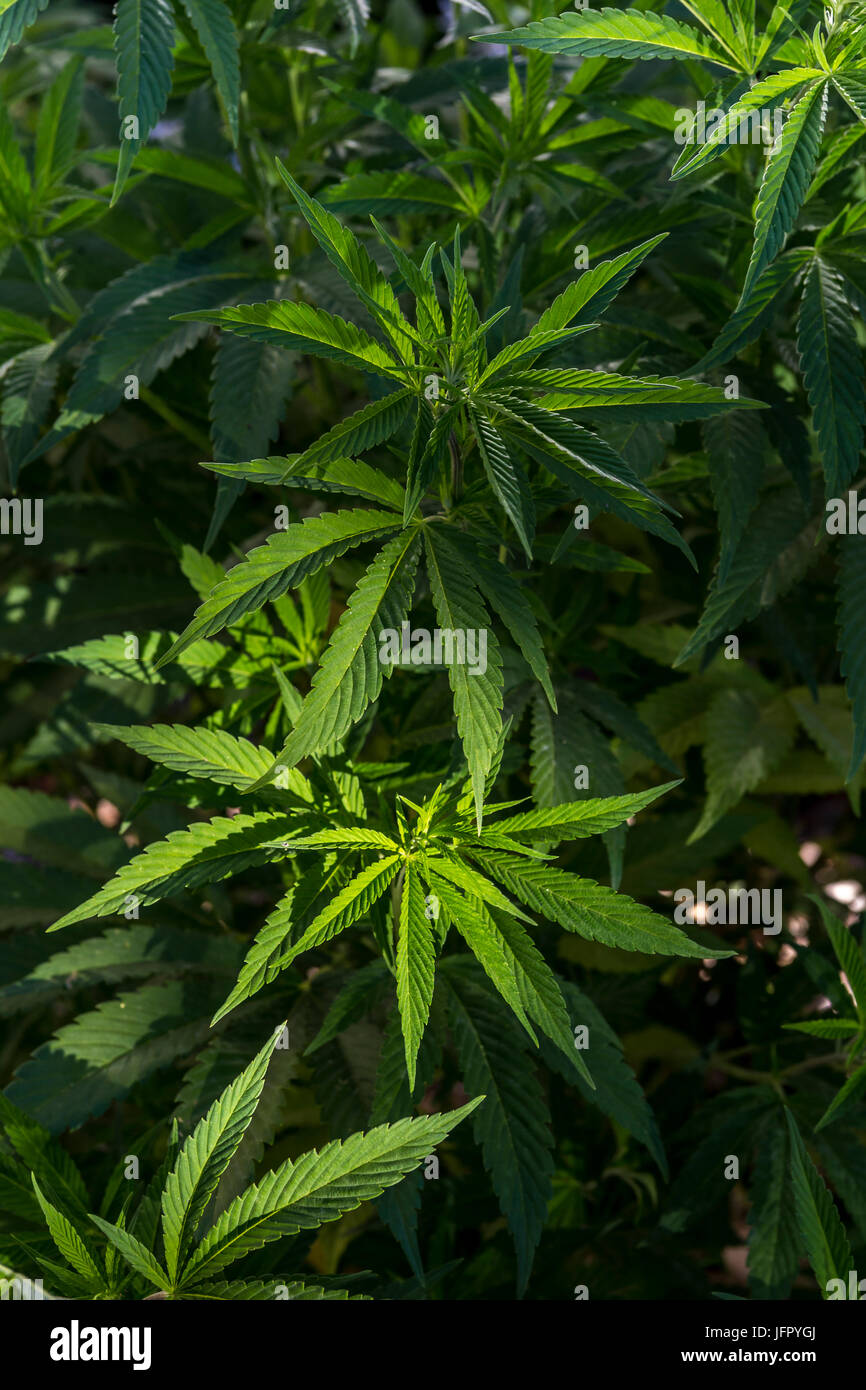 Cannabis-Pflanze, Cannabis-Pflanzen, Marihuana-Pflanze, Marihuana-Pflanzen,  Marihuana-Ernte, Mendocino County, Kalifornien, USA, Nordamerika  Stockfotografie - Alamy