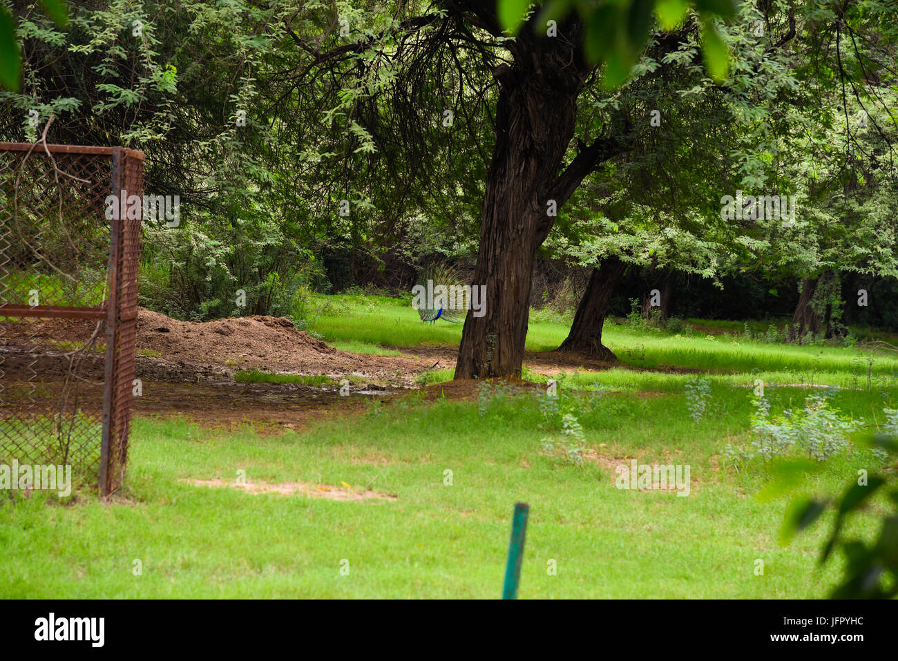 Indiens nationale Vogel Pfau in grüner Naturpark oder Wald im Monat Juni 2017 nach Regen Stockfoto