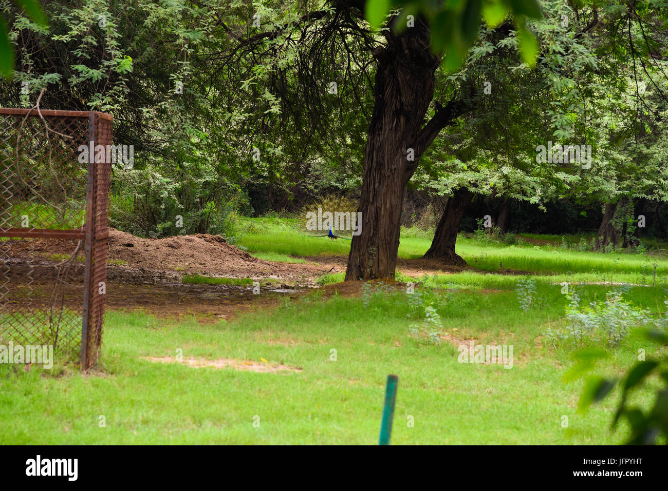 Indiens nationale Vogel Pfau in grüner Naturpark oder Wald im Monat Juni 2017 nach Regen Stockfoto