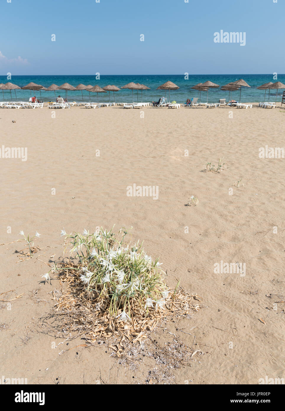 Meer Narzisse oder Meer Lilie Pancratium Blüte mit weißen Blumen blühen über Meeressand. Famagusta, Zypern Stockfoto
