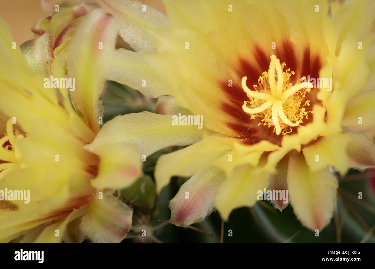 Gelbe frische Blumen von einem Astrophytum Kaktus Pflanze Stockfoto