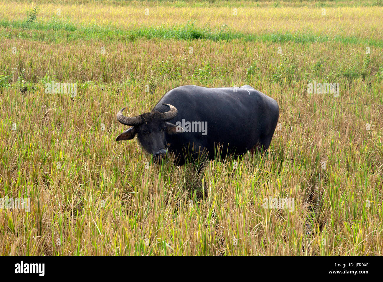 Philippine Wasserbüffel, bekannt als ein Carabao Bubalus beispielsweise in einem Reisfeld Paddy, Bohol Island, Philippinen Stockfoto