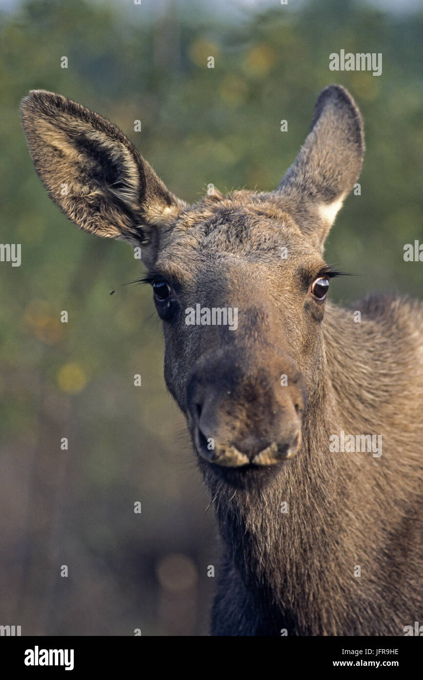 Elch Kalb/Eurasischen Elk Stockfoto