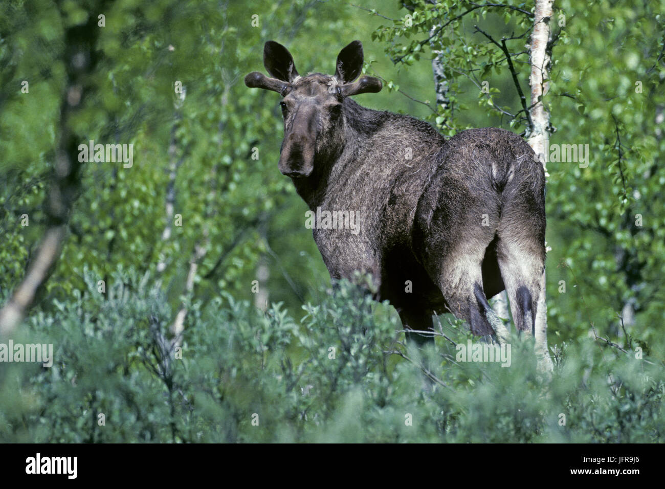 Bull Moose in Schweden Stockfoto