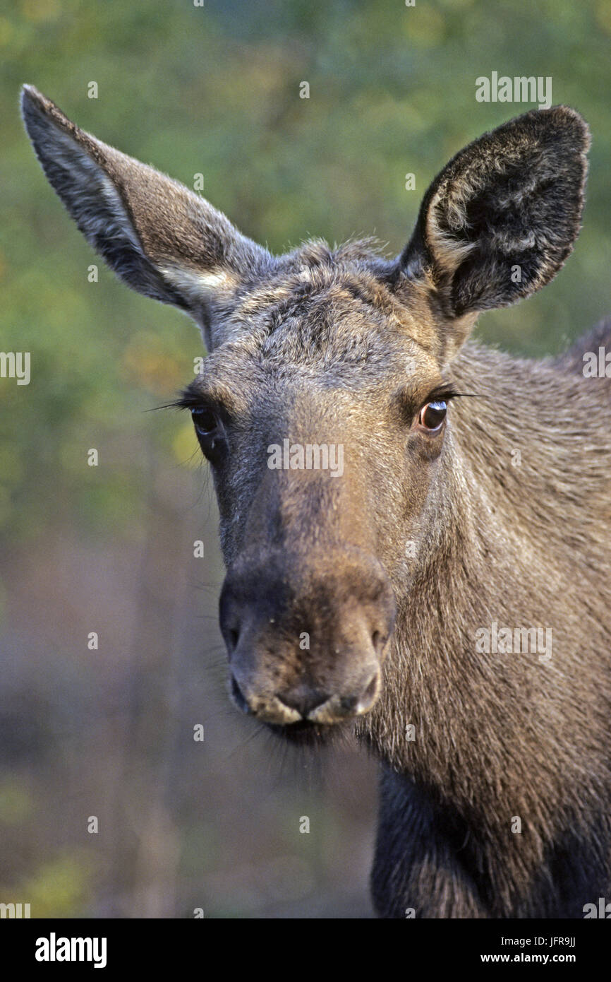 Elch Kalb/Eurasischen Elk Stockfoto