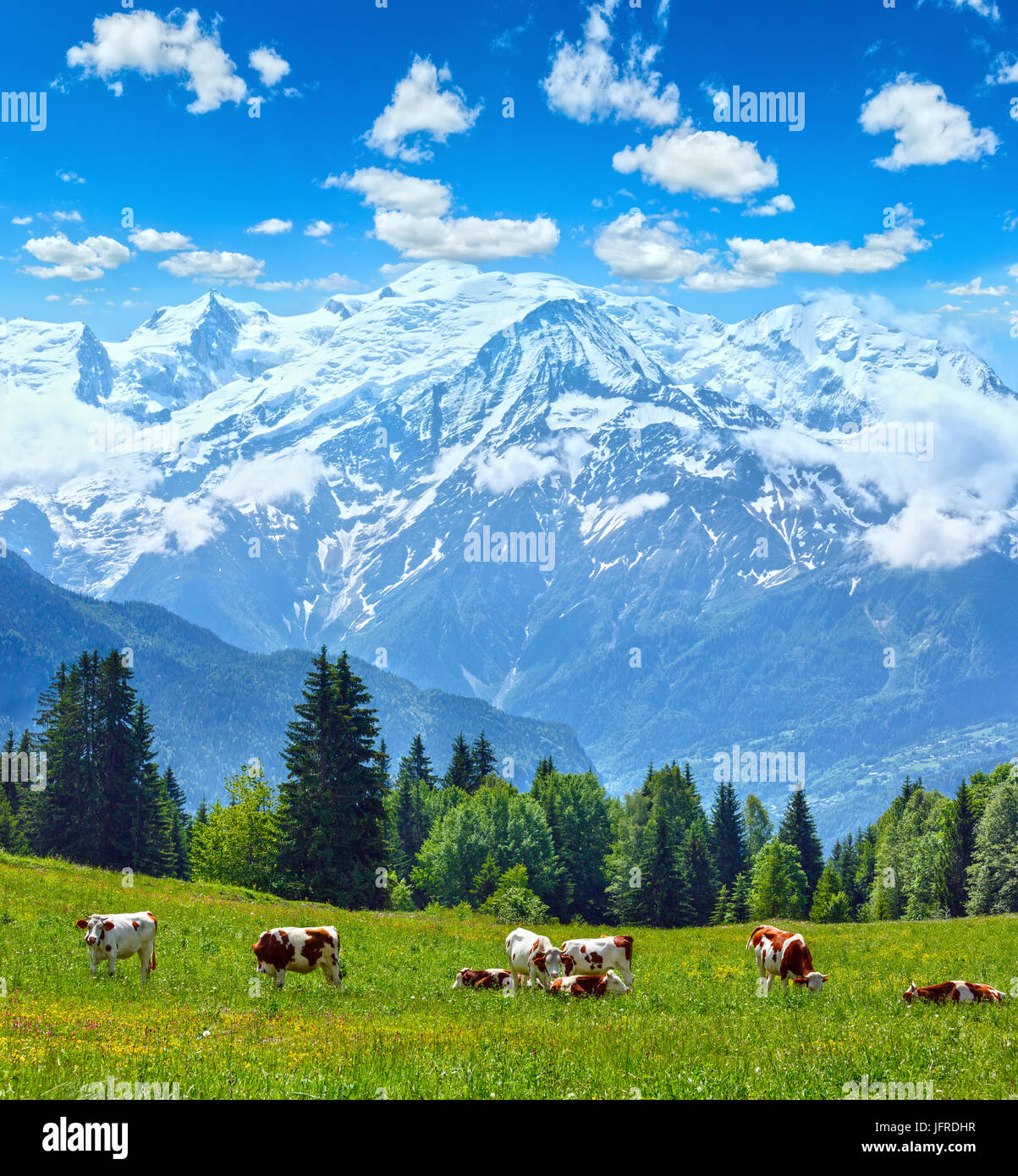 Herde Kühe auf der Lichtung und Mont Blanc Stockfoto