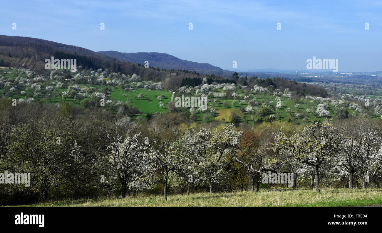 Wiese Obstgarten; Feder; Stockfoto