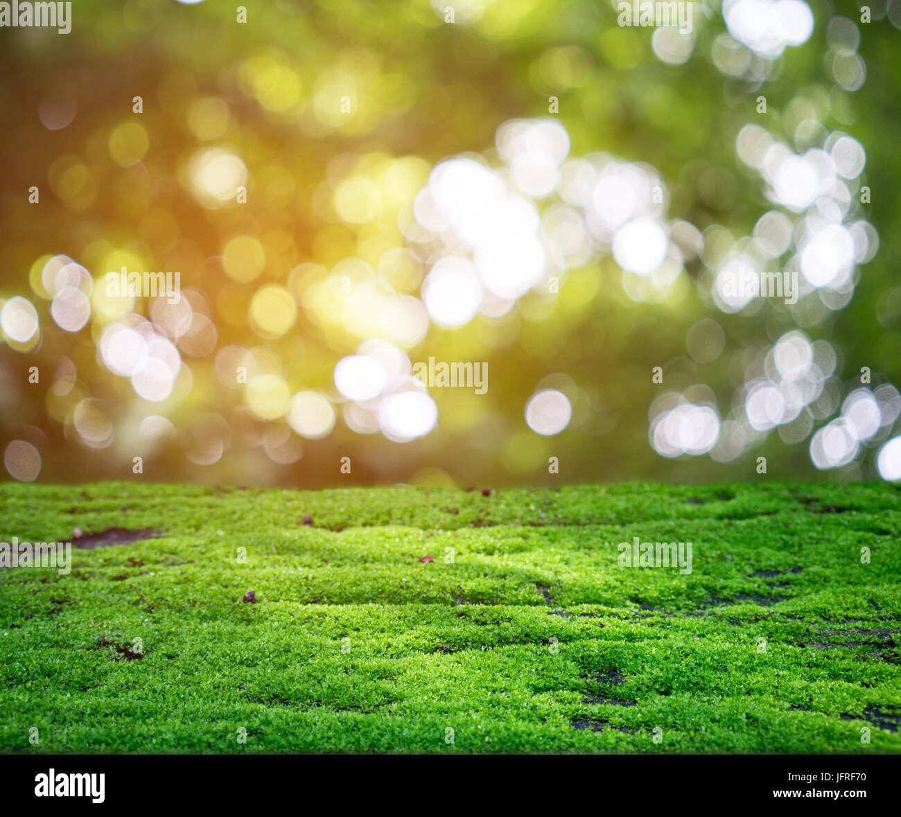 Grünes Moos scheint in den Strahlen des Sonnenlichts im Tropenwald Stockfoto