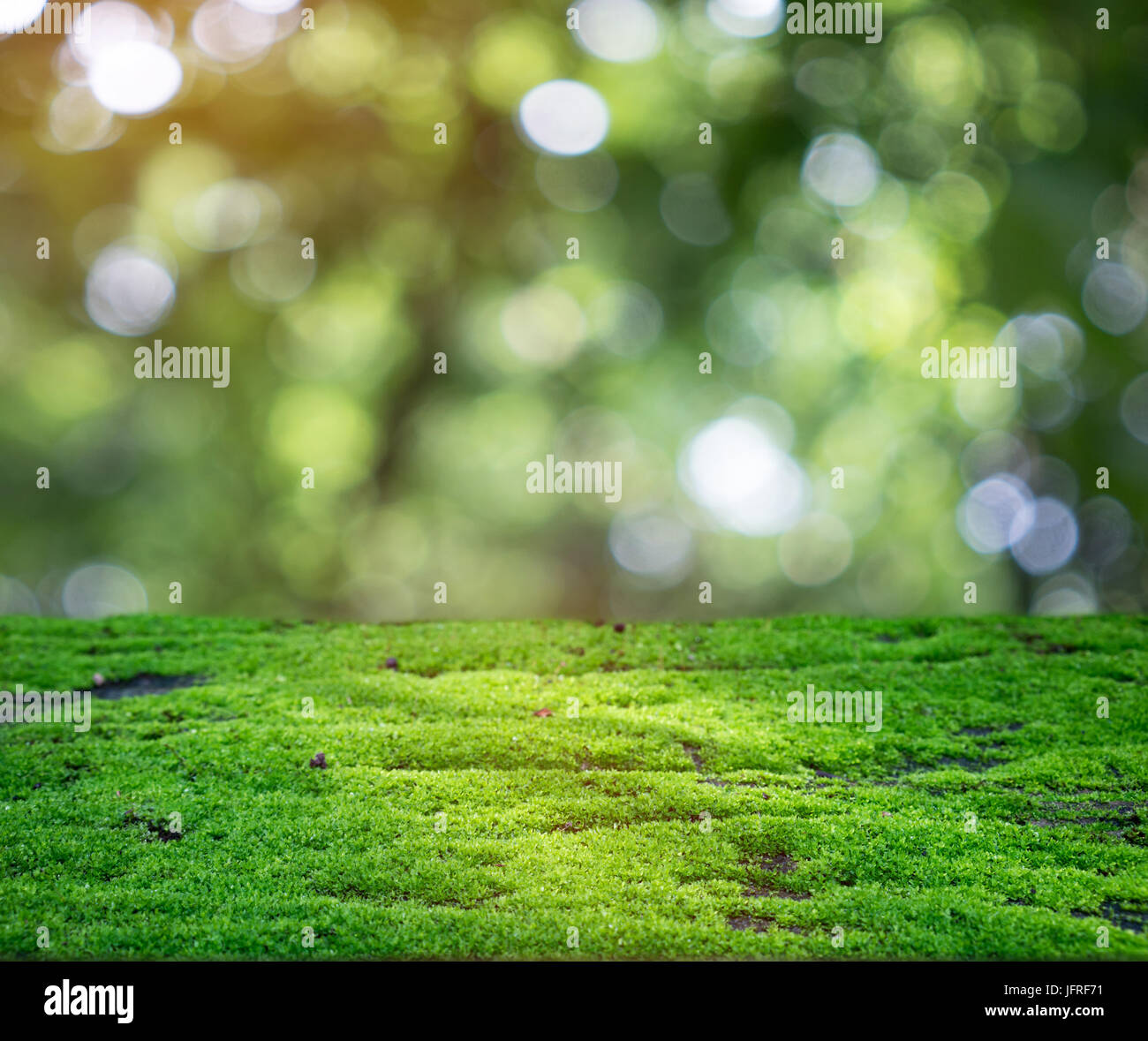 Grünes Moos scheint in den Strahlen des Sonnenlichts im Tropenwald Stockfoto