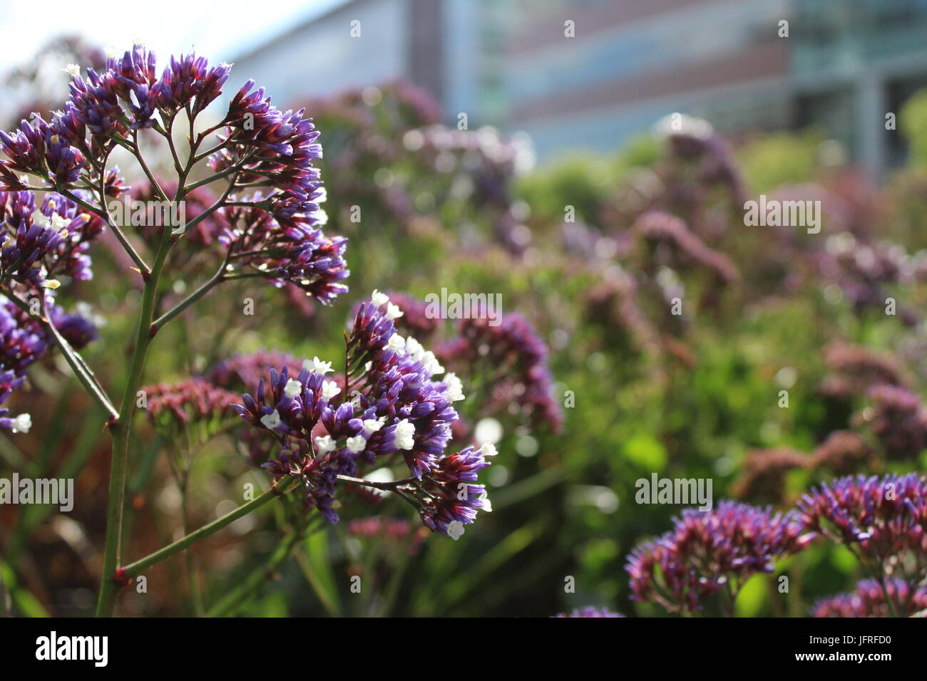 Statice Blumen in voller Blüte in Mission Bay Commons Park Stockfoto