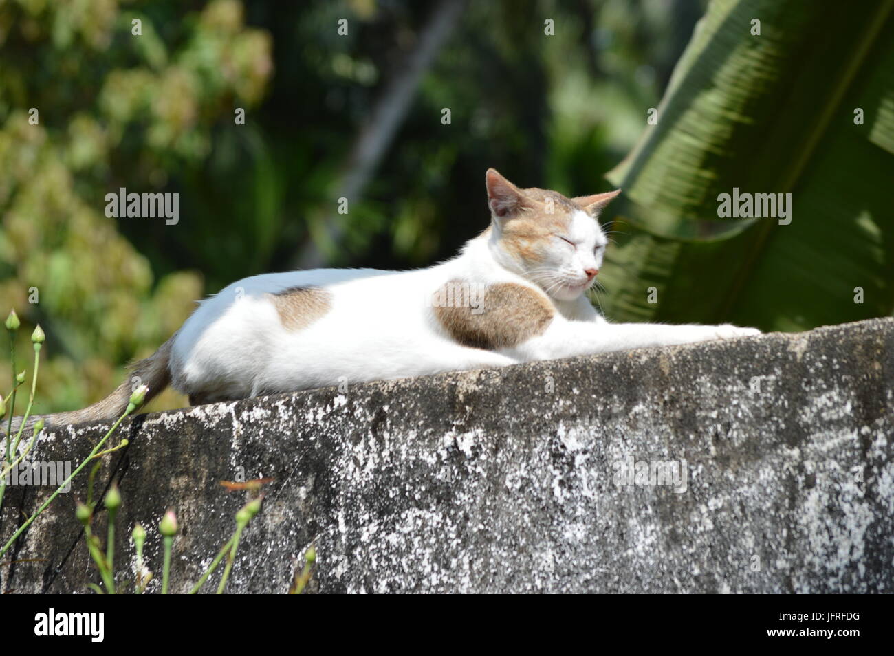 Katze schläft auf Wand Stockfoto