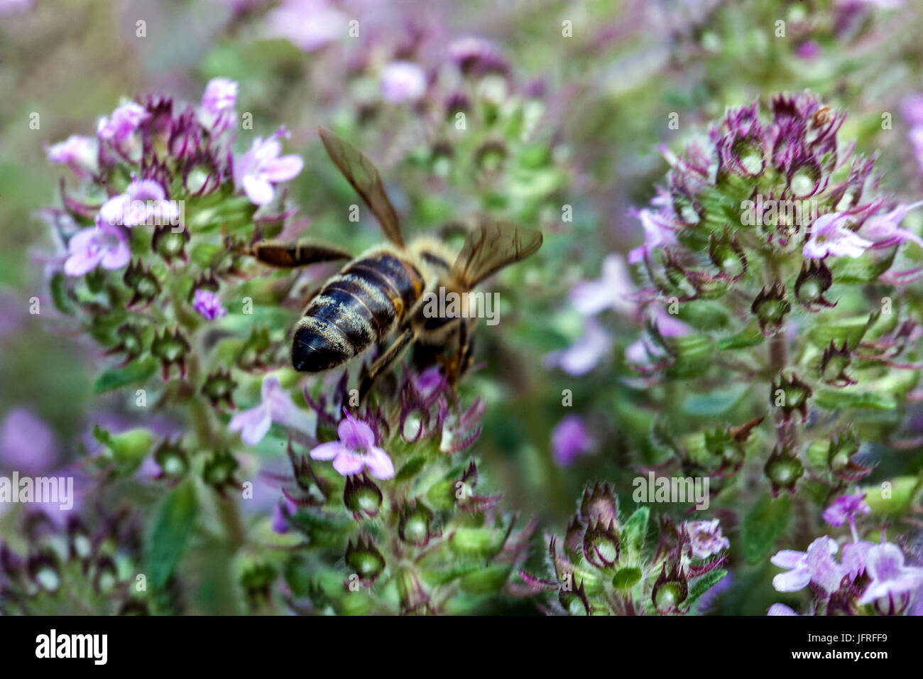 Biene auf Thymus beurre Juni Stockfoto