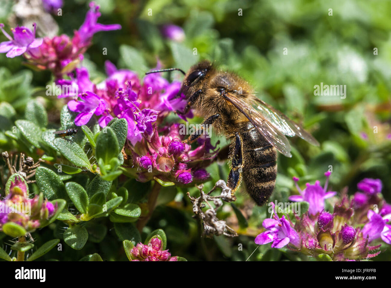 Biene auf Thymus praecox Stockfoto