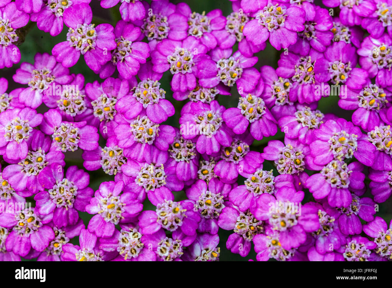 Achilling, violette Achillea millefolium 'Pretty Belinda' Stockfoto