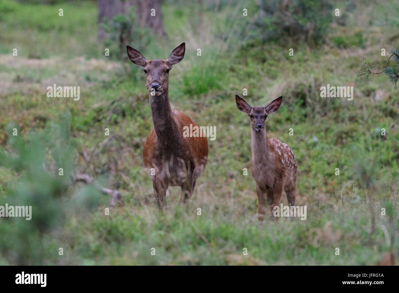 Red Deer weibliche Mutter mit Kalb, hat immer noch seine getarnten entdeckt Fell. Nationalpark Hoge Veluwe, Niederlande Stockfoto