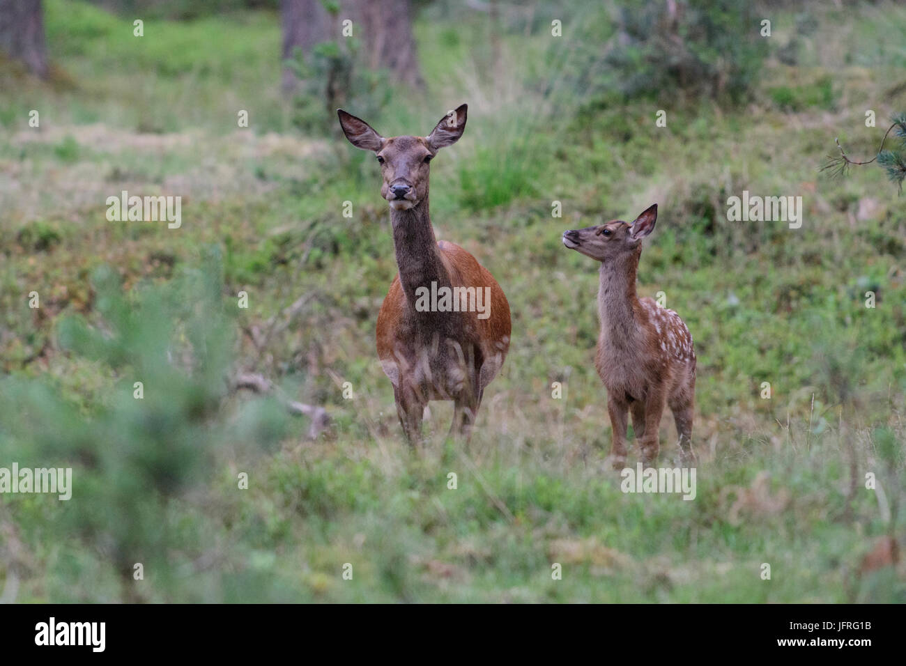 Red Deer weibliche Mutter mit Kalb, hat immer noch seine getarnten entdeckt Fell. Nationalpark Hoge Veluwe, Niederlande Stockfoto