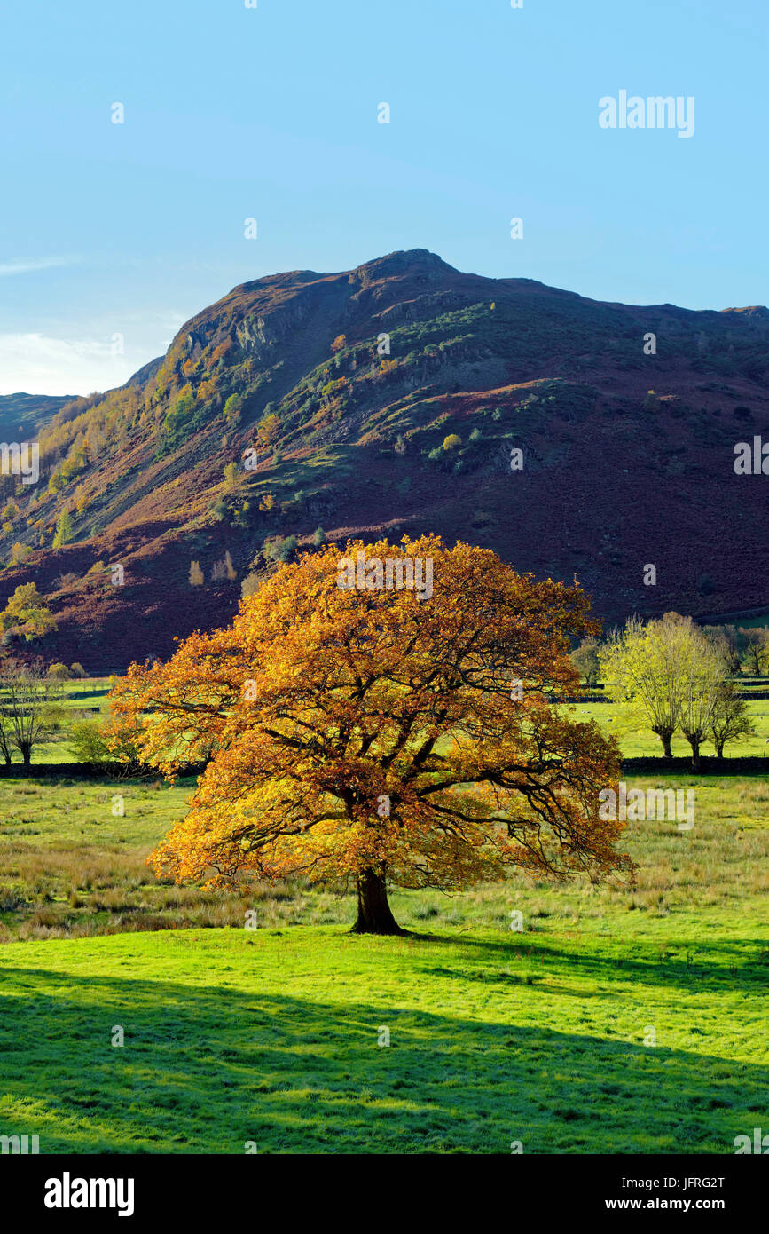 Ein Blick auf einen bunten Baum im Lake District, UK auf dem Höhepunkt des Herbstes Stockfoto
