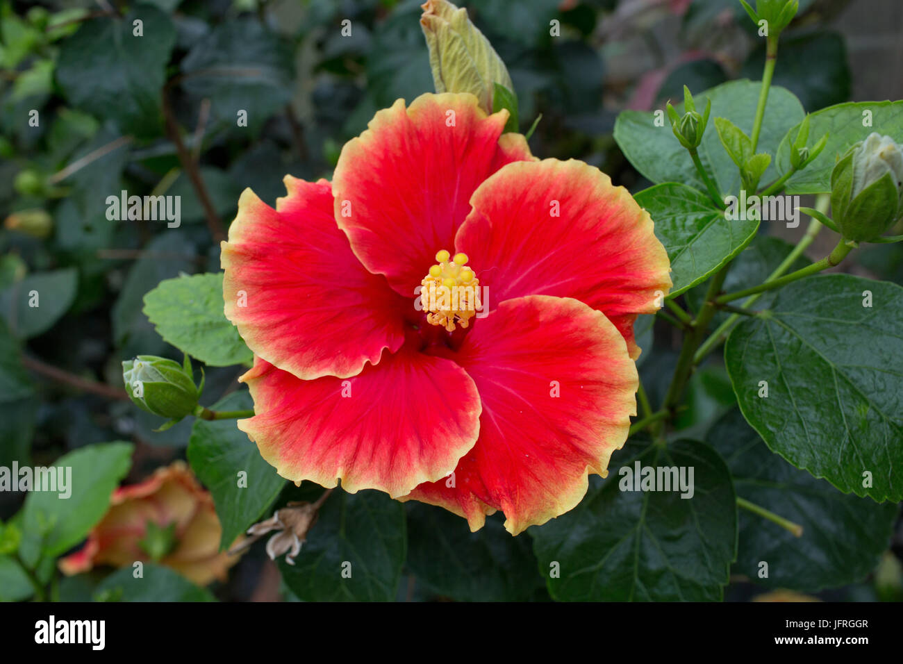 Blume im Dschungel Stockfoto