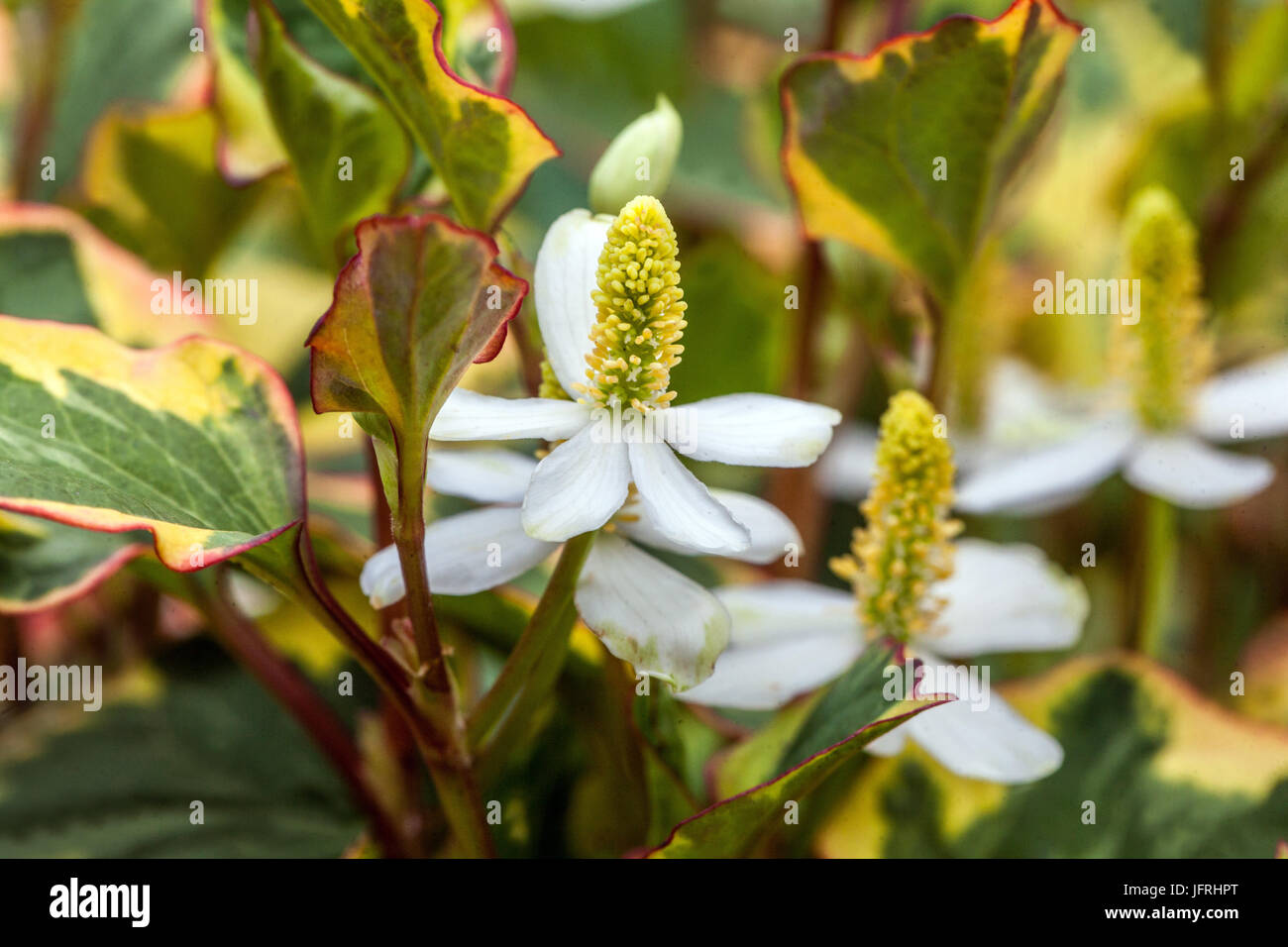 Chamäleon-Pflanze, Houttuynia Cordata, Blüte Stockfoto