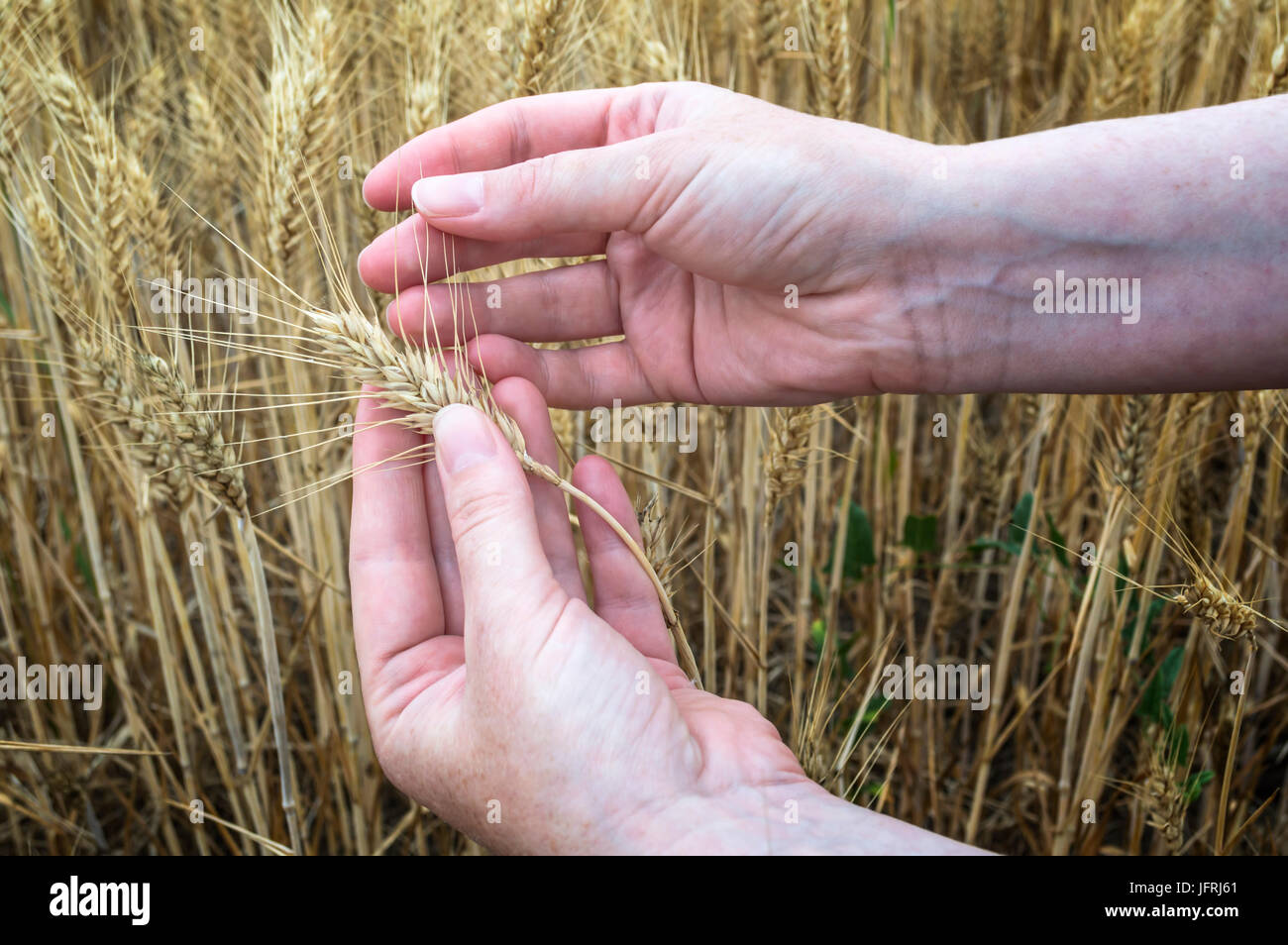 Weibliche Hand im Roggenfeld, Landwirt, Pflanzen, landwirtschaftliche Konzept zu prüfen. Selektiven Fokus. Stockfoto
