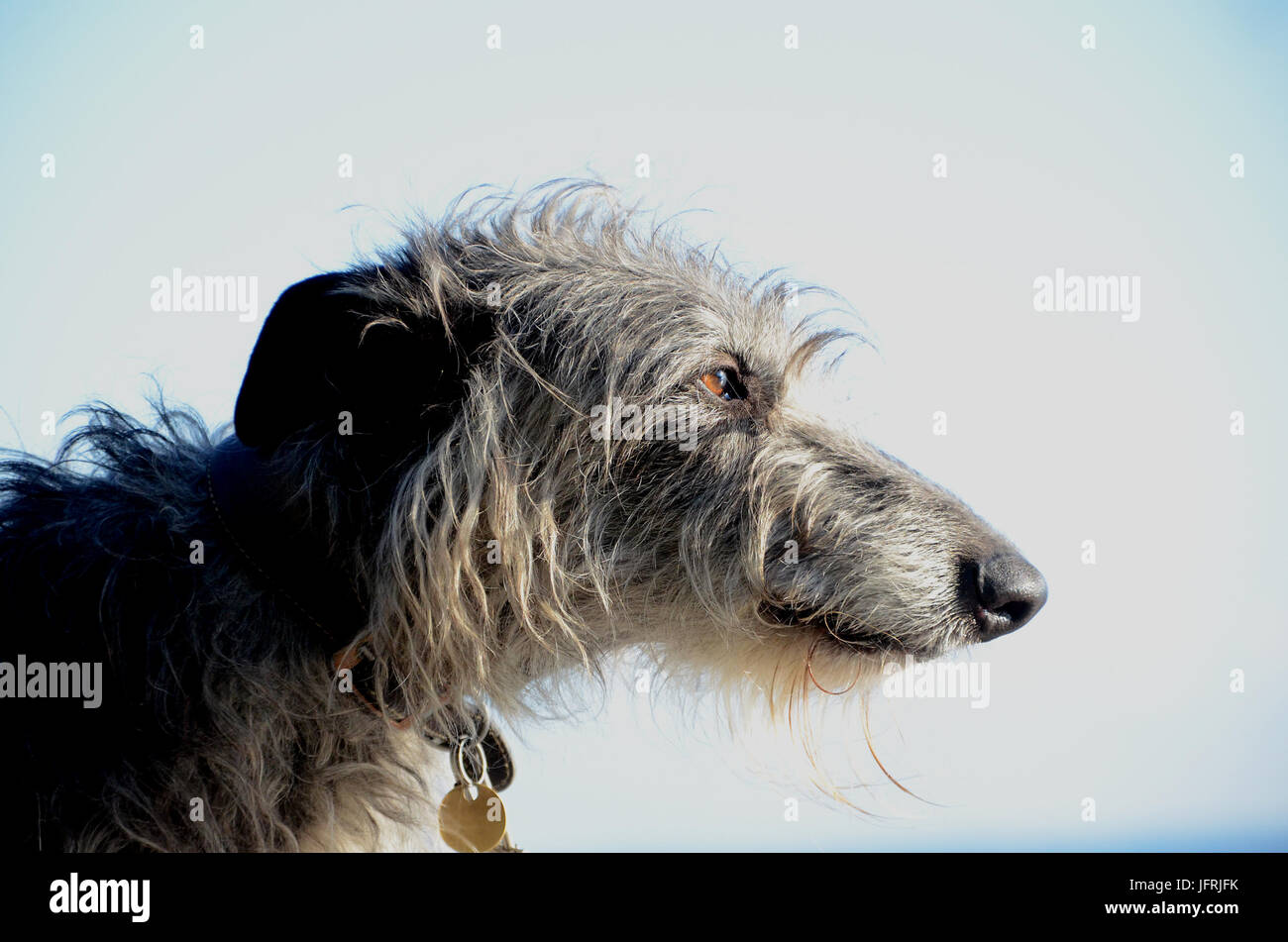 Scottish Deerhound Gesicht Porträt in der Seitenansicht auf hellem Hintergrund. Stockfoto