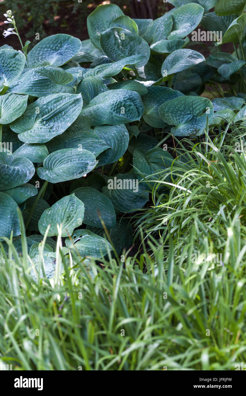 Luzula sylvatica 'Walder' Vordergrund und Hosta Blätter Ornamental Gras Garten Hosta Schatten Stockfoto