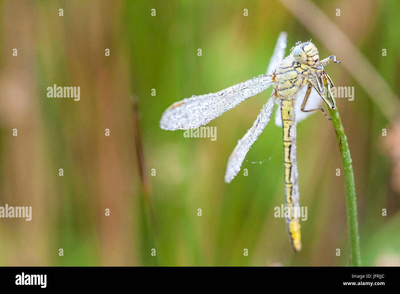 Am frühen Morgen werden Sie sehen, dass Firefly mit Wasser Tau Tau Stockfoto