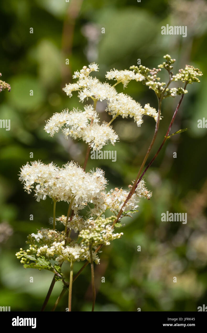 Schaumig weiße Blüten Sommer blühenden UK native Mädesüß, Filipendula ulmaria Stockfoto