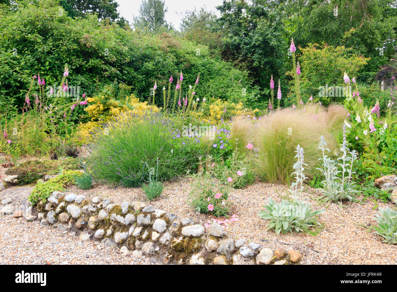Fingerhut, Lavendel, Cistus, Niederwendischen Byzantina und Gräser in einem Kies Garten in Norfolk Stockfoto