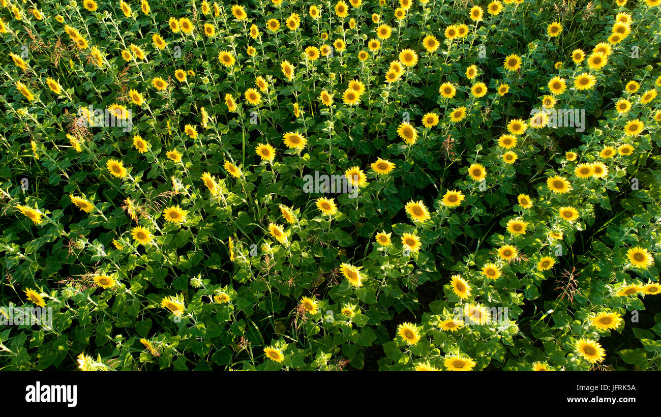 Blick von oben auf eine Sonnenblume Kindergarten Stockfoto