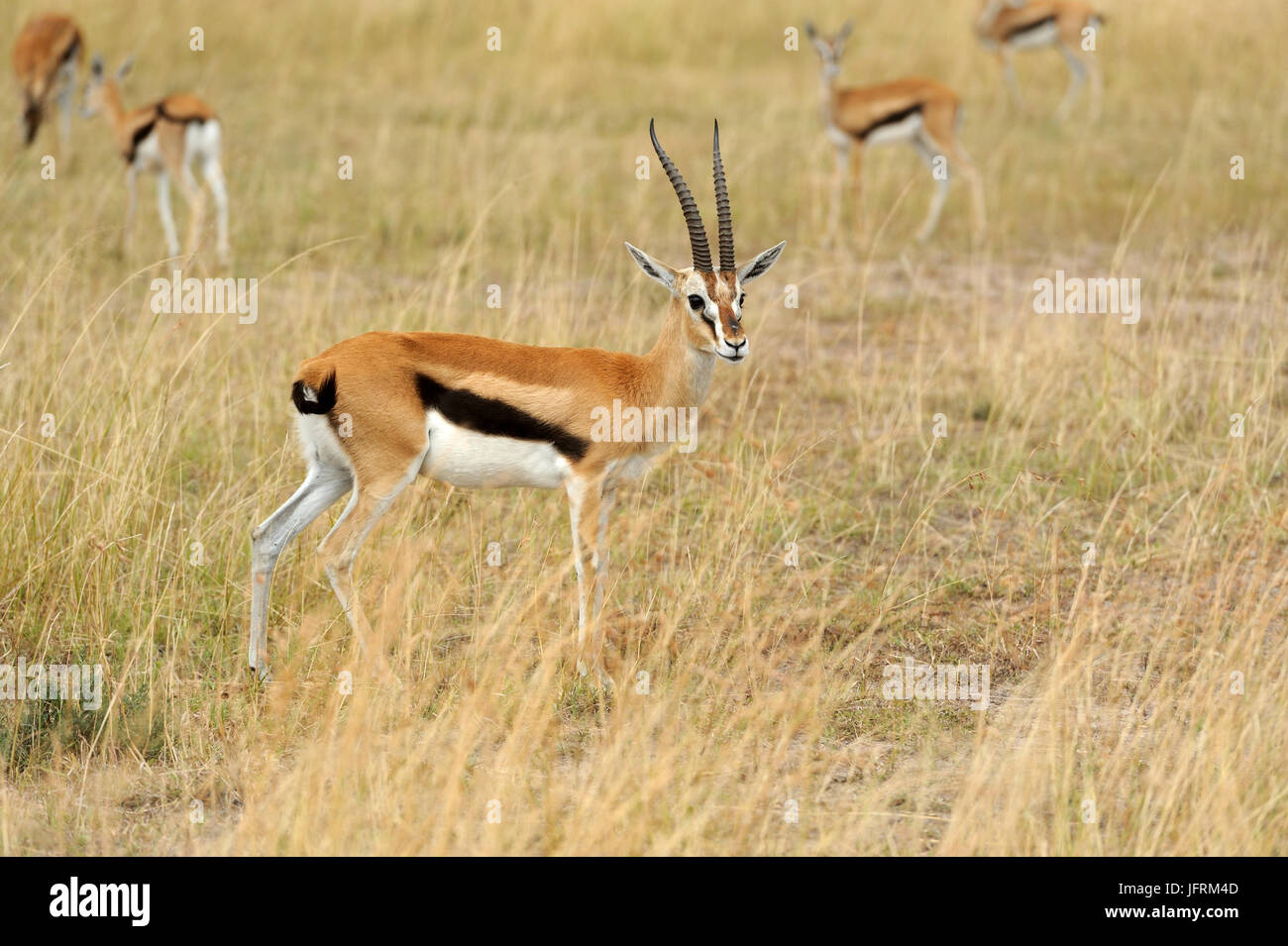 Thomson es Gazelle auf Savannen im Nationalpark Afrikas Stockfoto