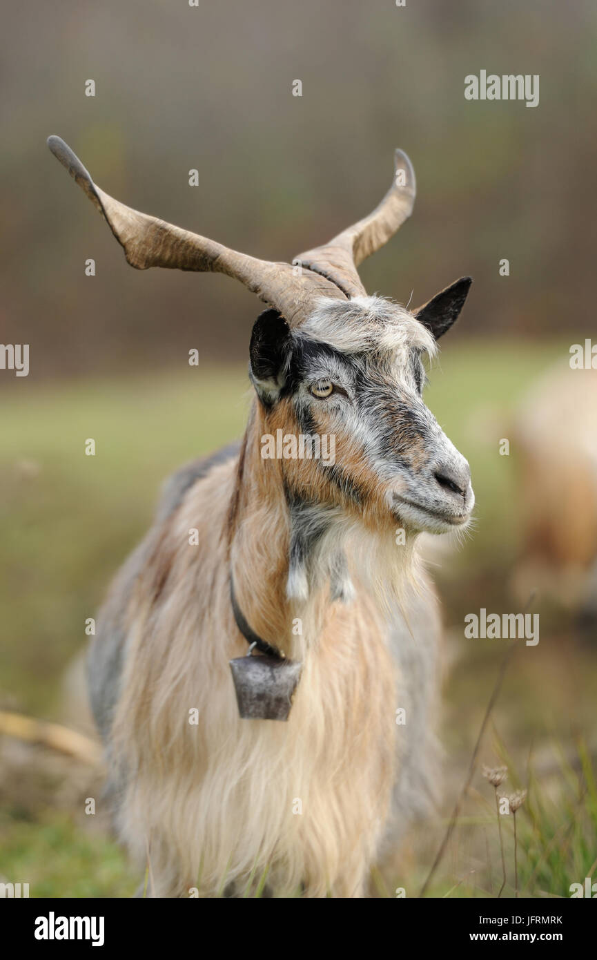 Ziege auf Wiese. Ziegenherde Stockfoto