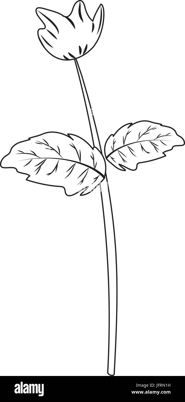 Linie Schönheit Kraut Pflanze mit Bio-Zutaten Stock Vektor