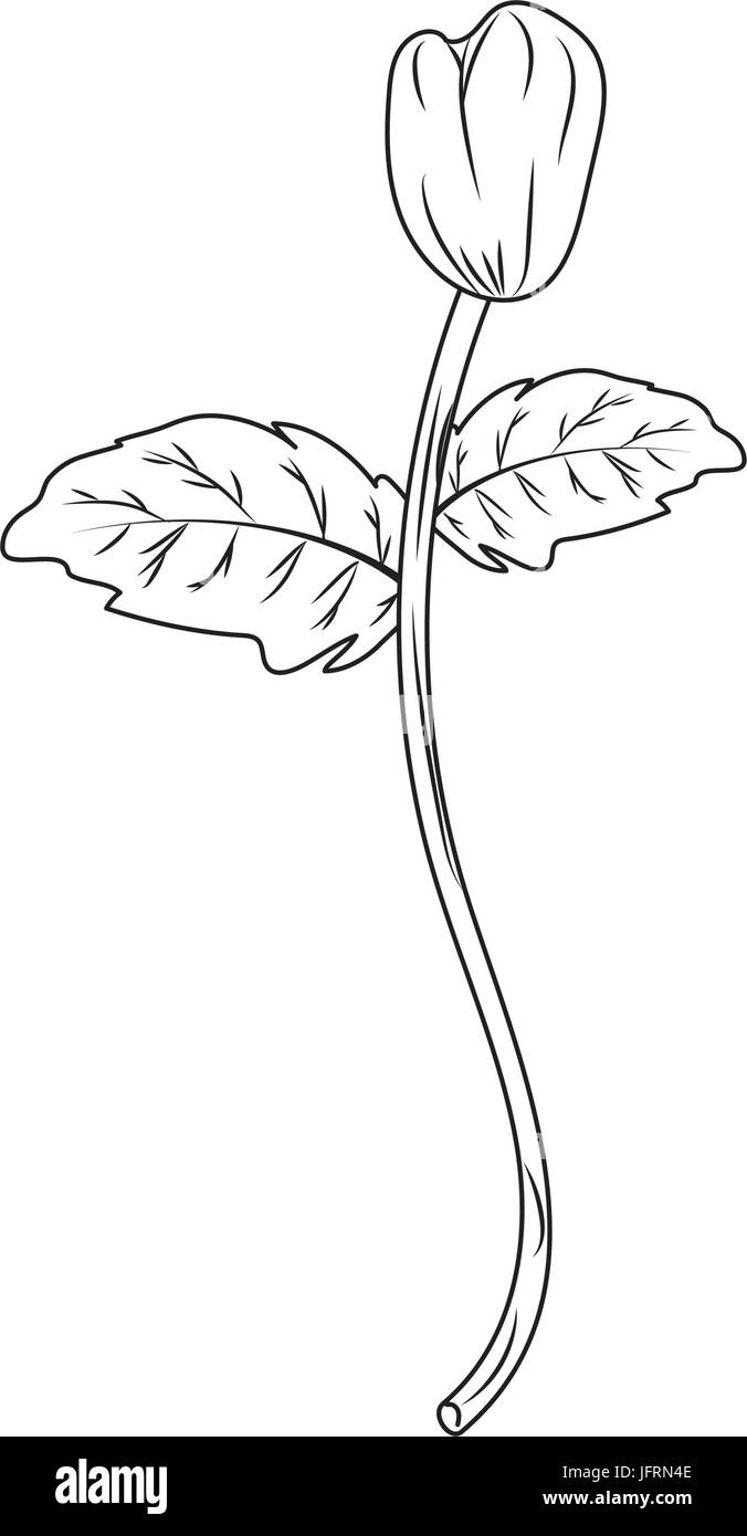 Linie Schönheit Kraut Pflanze mit Bio-Zutaten Stock Vektor