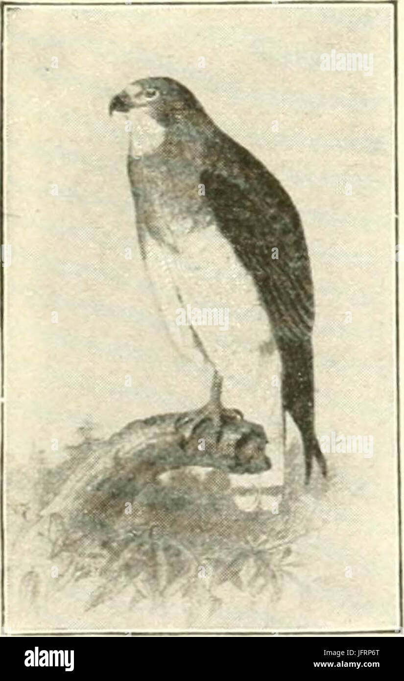 "Wilde Tiere des Glacier National Park. Die Säugetiere, mit Hinweisen zur Physiographie und Lebenszonen (1918) Stockfoto